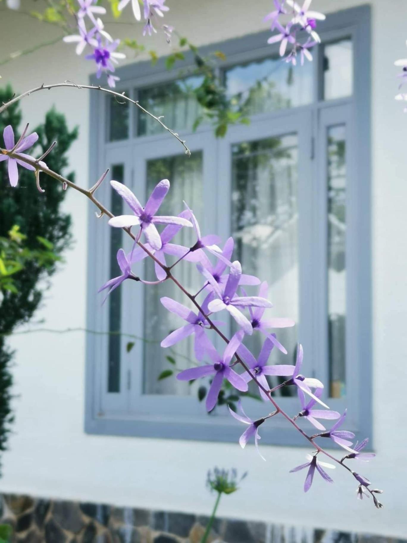 Tia Du Villa Homestay Dalat Exteriér fotografie